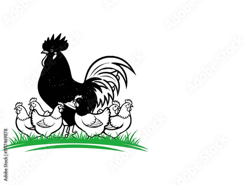 A striking black rooster stands guard over its brood of hens on green grass
