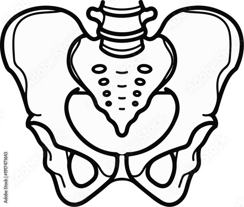 Anatomical line drawing of the human pelvis showing bony structure and vertebrae