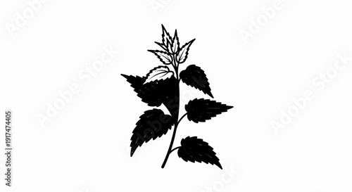 Black and white drawing of a plant stem with jagged leaves