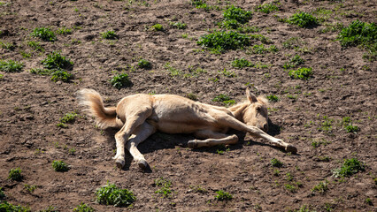 Wild horse palomino baby colt laying down in the Apache Sitgreaves National Forest mountains in Heber Arizona United States