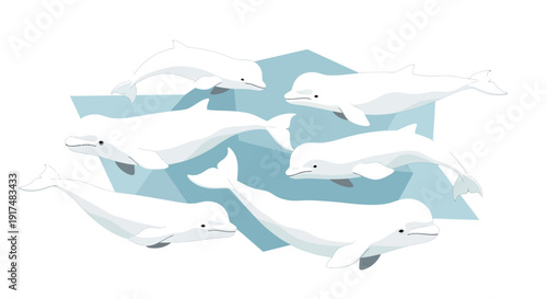 A group of white dolphins swimming together in the ocean from a top view