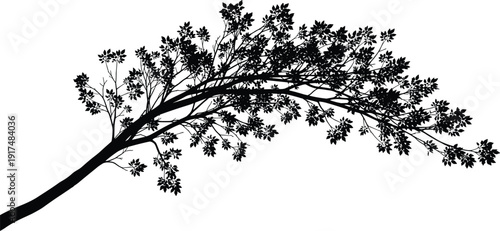 Elegant tree branch silhouette with detailed leaves isolated on white background, natural botanical element for decorative and design use