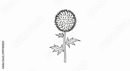 Black and white outline of a thorny flower with a spiky bloom and serrated leaves