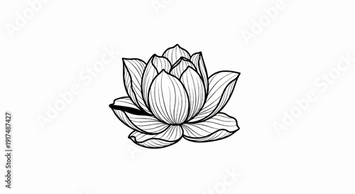 Black and white sketch of a blooming lotus flower with radiating petal lines