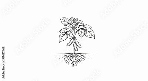 Black and white illustration of a soybean plant with roots