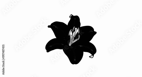 Black lily with white stamen and pistil against white background