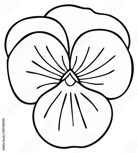 Pansy flower drawing vector illustration isolated on white background, simple sketch floral design, outline botanical garden plants
