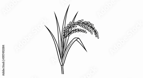 Black and white line drawing of a rice stalk with grain