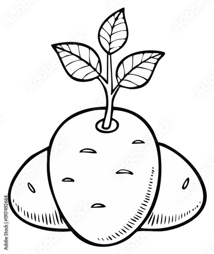 Outline Illustration of Sprouting Potatoes with Leaves, a Fresh Harvest Design