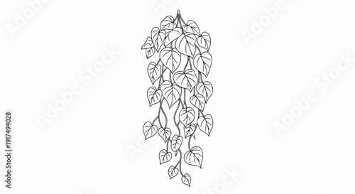 Delicate black and white sketch of a trailing vine with heart-shaped leaves