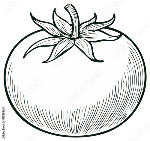 Line Art Illustration of a Ripe Tomato with Engraved Hatching Details