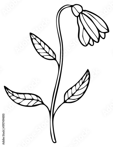 Simple hand drawn drooping flower with leaves black and white line art illustration