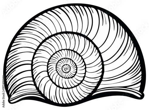 Black and white hand drawn seashell illustration