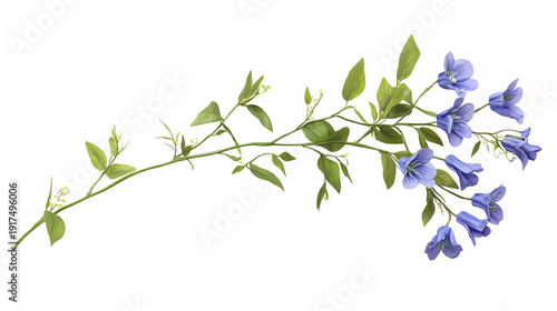 Beautiful blue flower branch on a white isolated background.