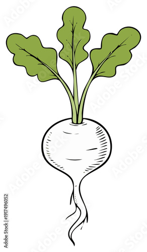 Cartoon drawing of a white radish vegetable with green leaves.