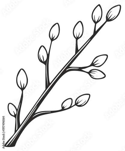 Pussy willow branch with emerging buds spring nature outline illustration
