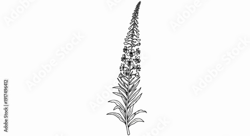 Delicate line drawing of a tall, flowering plant with a spike of small blossoms