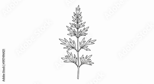 Delicate line drawing of a feathery plant stem with multiple leaf clusters