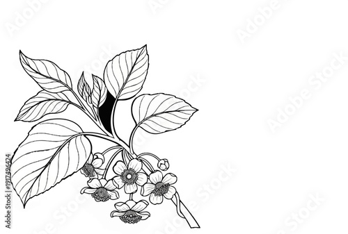 Delicate line drawing of a blossoming vine with leaves and flowers