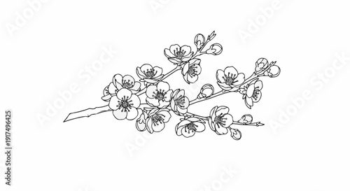 Delicate line drawing of blooming cherry blossoms on thin branches
