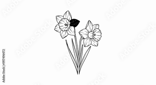 Delicate line drawing of two daffodils with one petal shaded dark