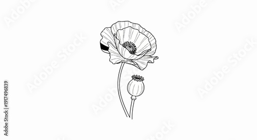 Delicate sketch of a poppy bloom and seed pod on a white background
