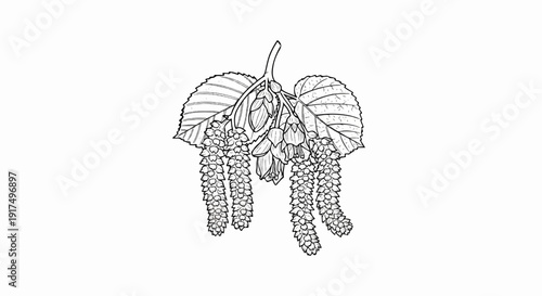 Delicate sketch of catkin flowers and leaves on a white background