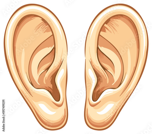 Illustration of Two Human Ears Anatomical Medical Concept