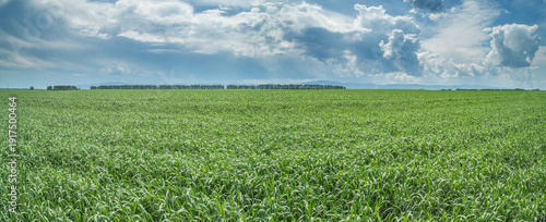 Panoramic view of green field and picturesque blue sky with white clouds. Agriculture background, seeded field.