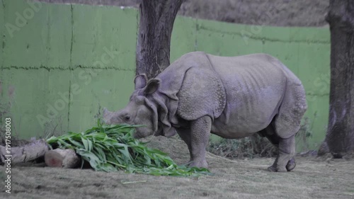 Rhinoceroses walking and eating grass in zoo, Kevadia, India.