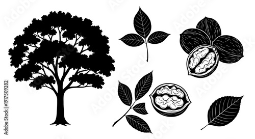 Black silhouette of tree with leaves and nuts on white background illustrating a nutmeg tree with foliage and seed pods