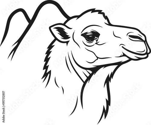 Black and white outline drawing of a camel's head with one hump