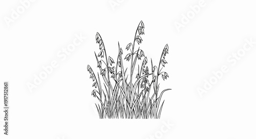 Black and white sketch of oat stalks with grains