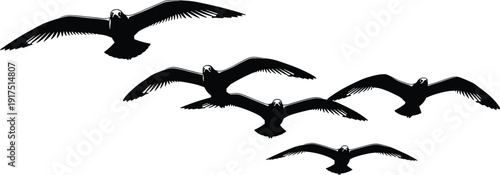 Flying eagle silhouette collection, black and white vector illustration set with spread wings isolated on light background for wildlife design