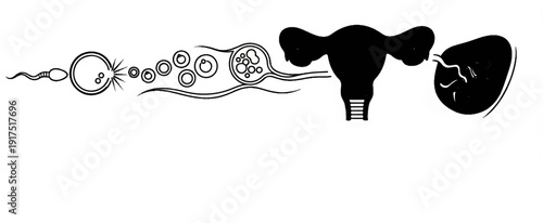 Diagram of fertilization, cell division, and implantation in the female reproductive system