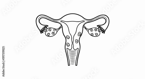 Line art of female reproductive system with ovaries and uterus