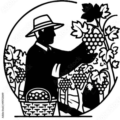 Farmer picking grapes into a basket beside a vineyard
