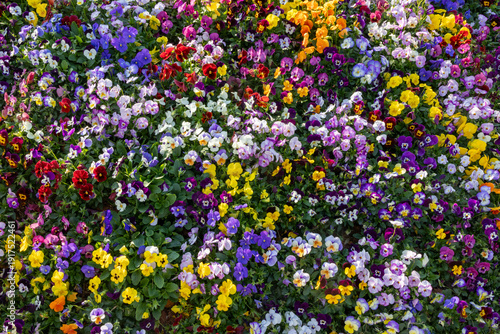 Cuadro en lienzo A sea of colorful pansies blooms in spring