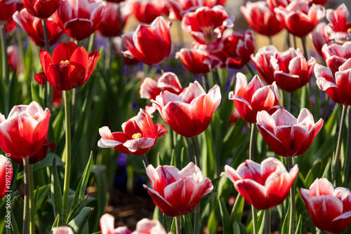 Tulip sea in spring