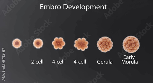 Illustrates embryonic development stages from single cells to morula
