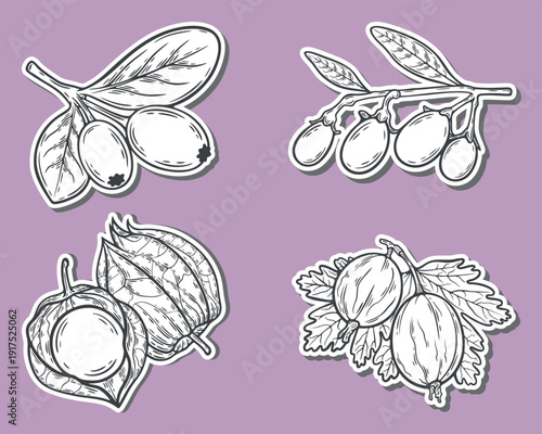 Berry stickers set, barberry, gooseberry, goji, physalis, wild berries, engraving