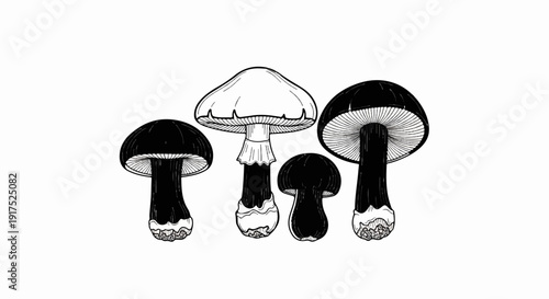 Illustration of four mushrooms with black caps and white gills on a white background