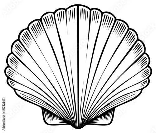 Detailed illustration of a seashell in black and white, featuring etched lines and scallop shell design.