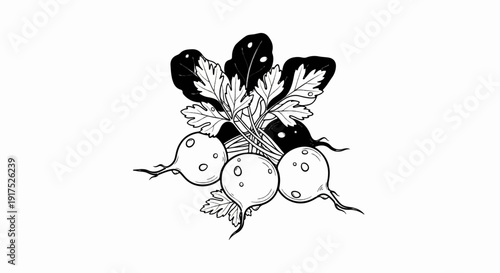 Hand-drawn illustration of three radishes with leafy green tops