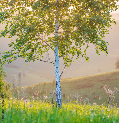Young birch tree against the backdrop of sunset, spring evening