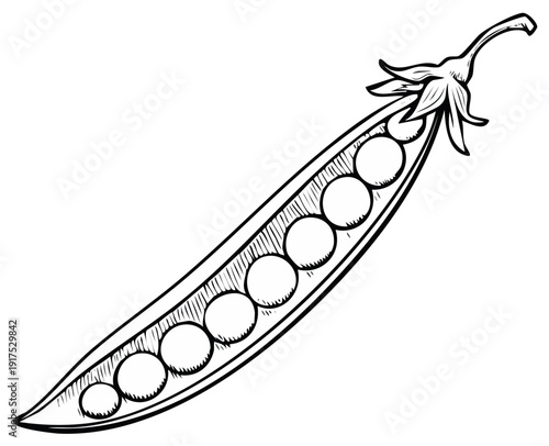 Detailed Ink Drawing of an Open Pea Pod with Round Peas Inside
