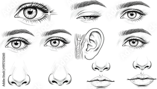 Detailed Hand Drawn Vector Illustration Collection of Human Eyes Eyebrows Ears Nose and Lips in Vintage Engraving Style for Anatomy Sensory Education and Beauty Design