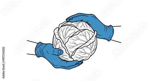 Hands wearing blue gloves carefully hold a raw cabbage