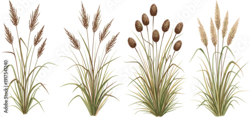 Decorative wild grass set, autumn meadow reed plants collection, natural botanical foliage elements for landscape design, flat vector illustration