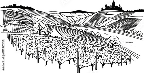 Rolling vineyards lead to a distant city skyline and rolling hills